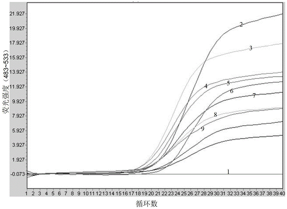 Apostichopus japonicus detection primer, kit and real-time fluorescent PCR (polymerase chain reaction) detection method