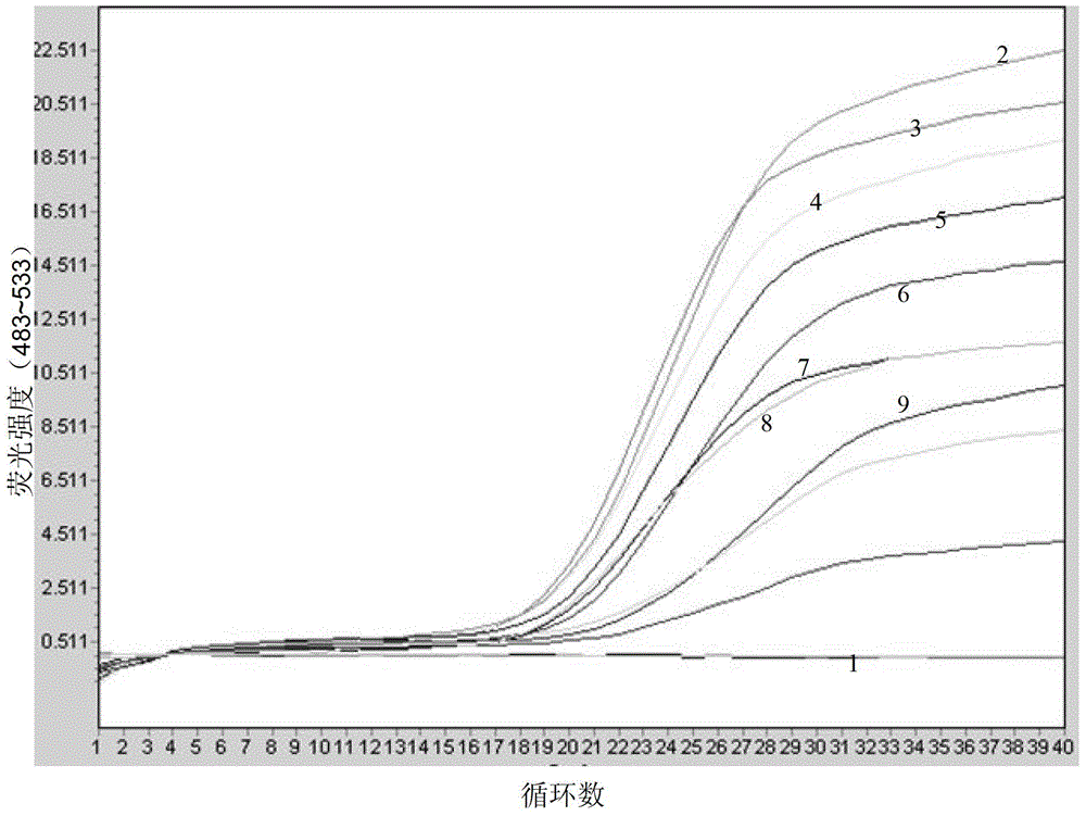 Apostichopus japonicus detection primer, kit and real-time fluorescent PCR (polymerase chain reaction) detection method