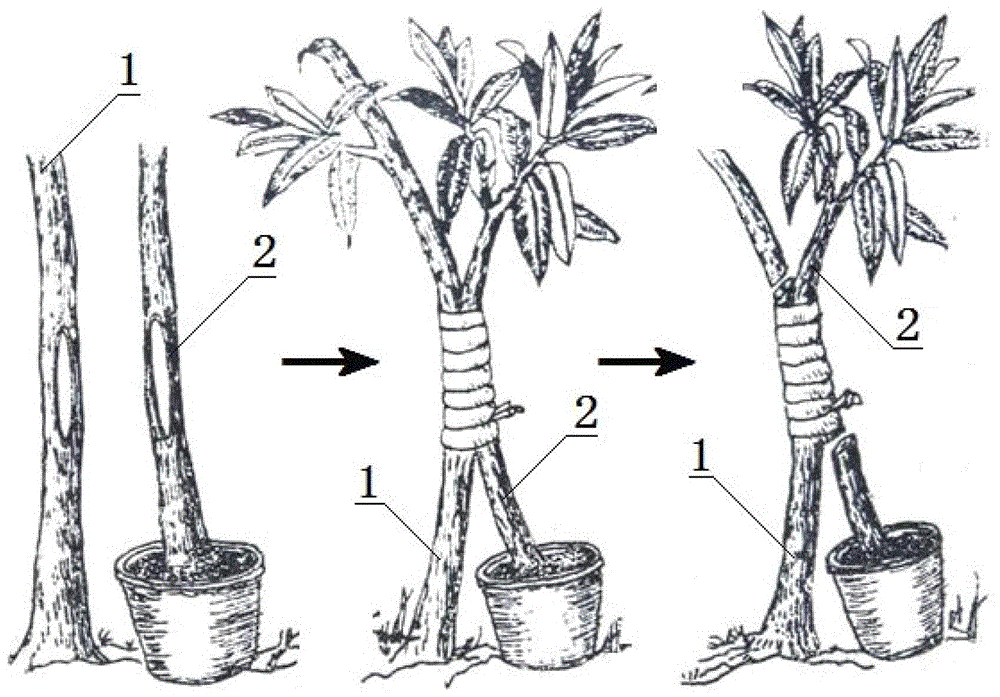 A method of docking and shaping the trunks of Lagerstroemia genus Lagerstroemia genus