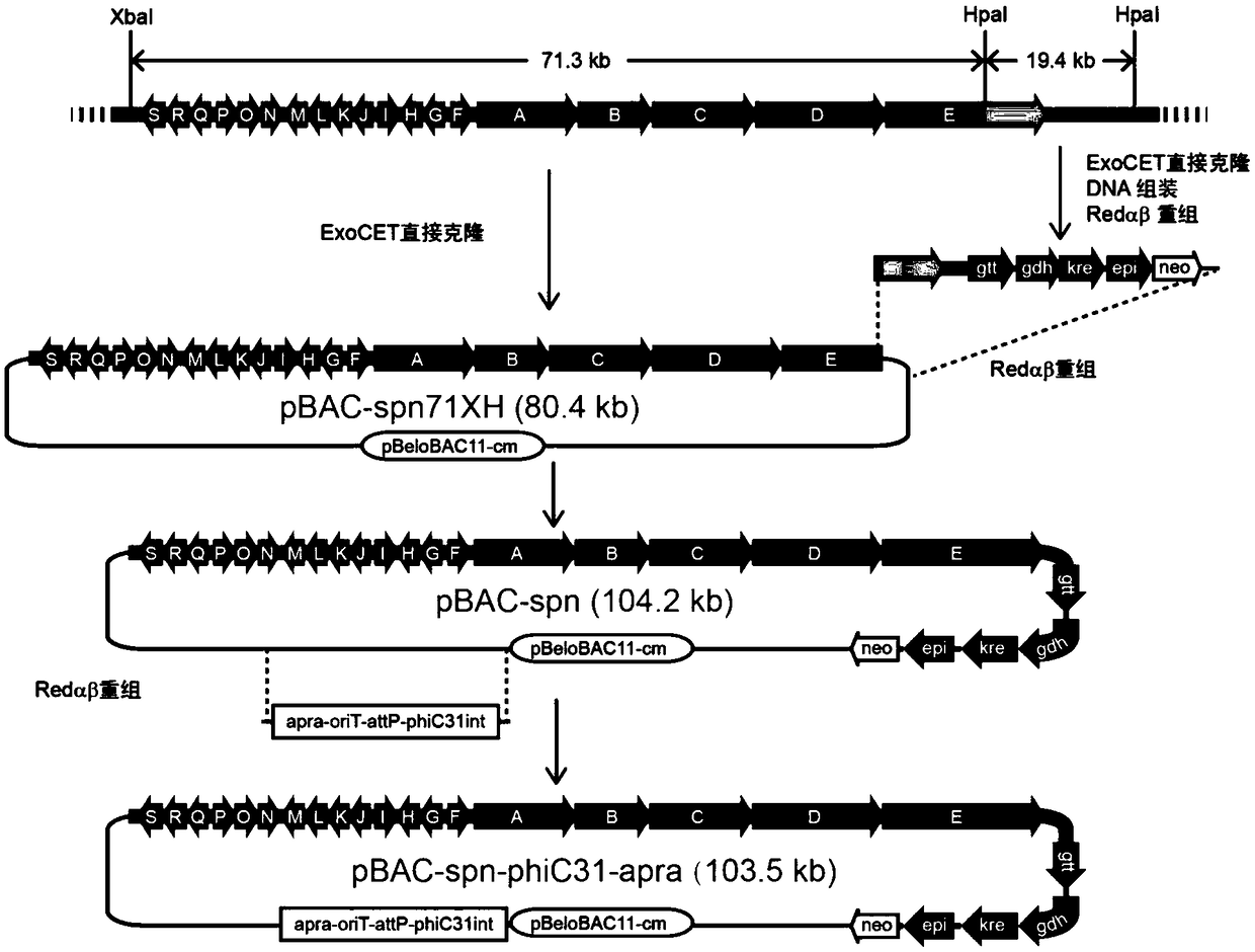 Construction method and application of artificial gene cluster plasmids containing pleocidin and multi-operon