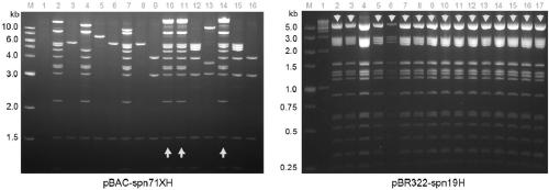 Construction method and application of artificial gene cluster plasmids containing pleocidin and multi-operon