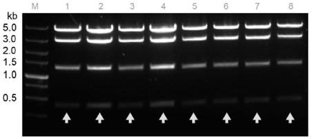 Construction method and application of artificial gene cluster plasmids containing pleocidin and multi-operon