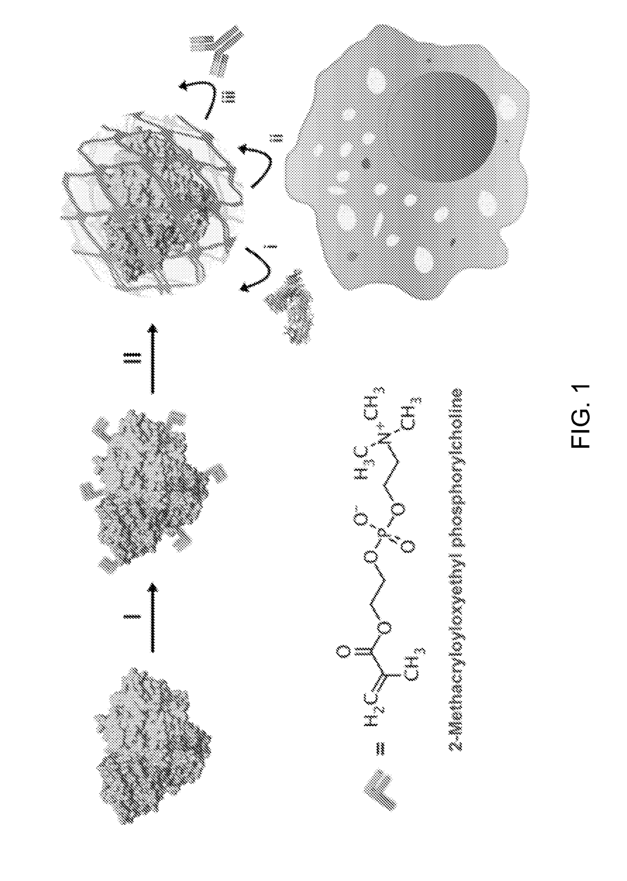 Stealth nanocapsules for protein delivery