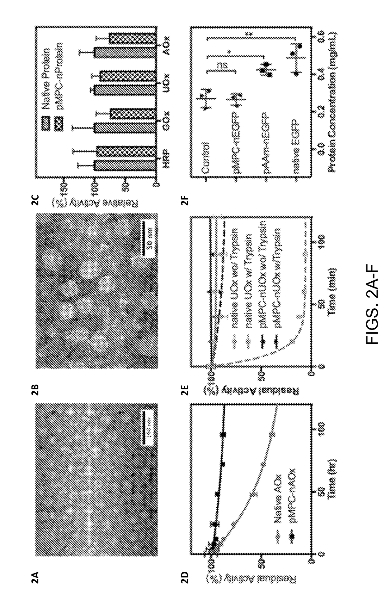 Stealth nanocapsules for protein delivery