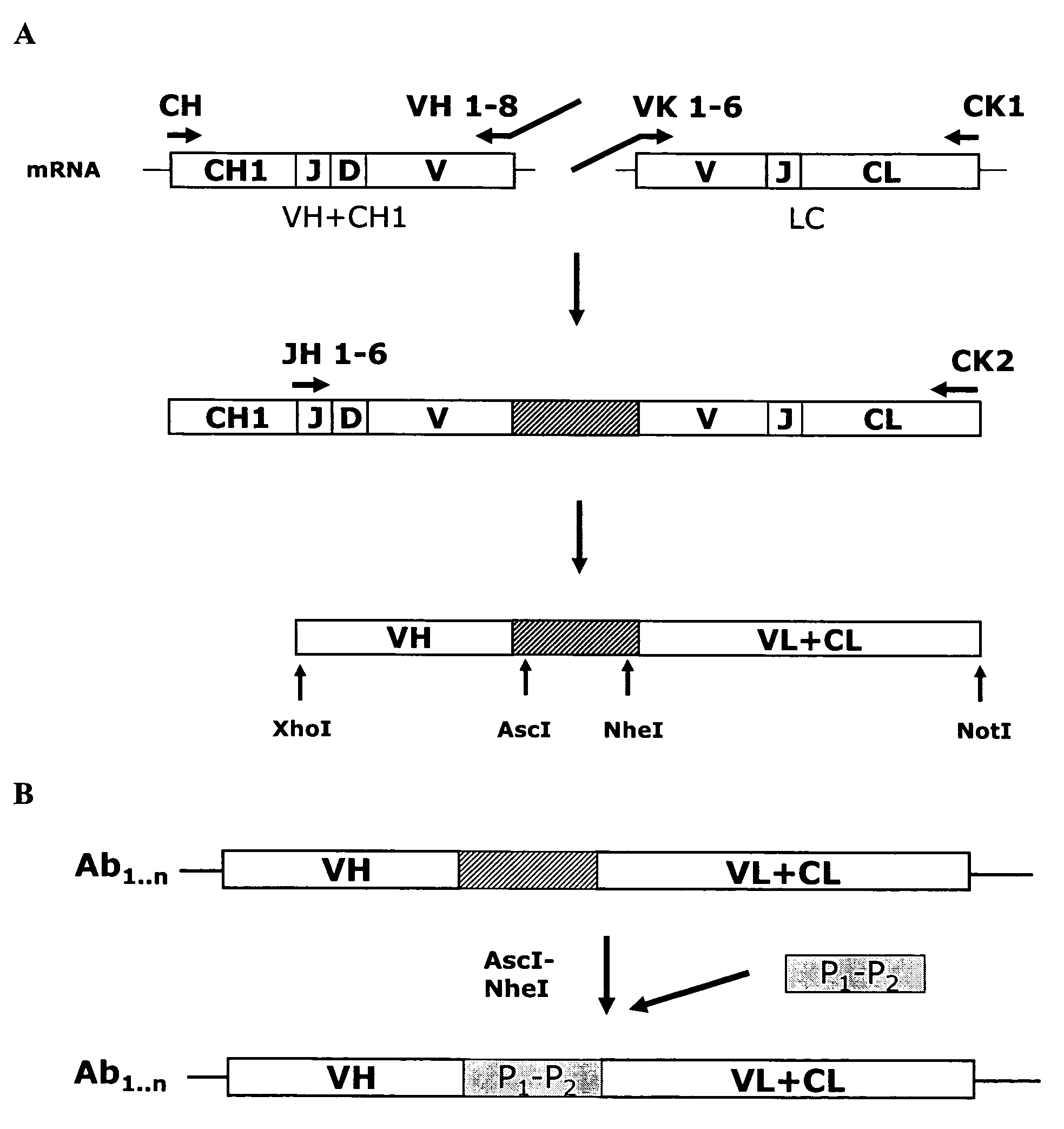 Anti-orthopoxvirus recombinant polyclonal antibody