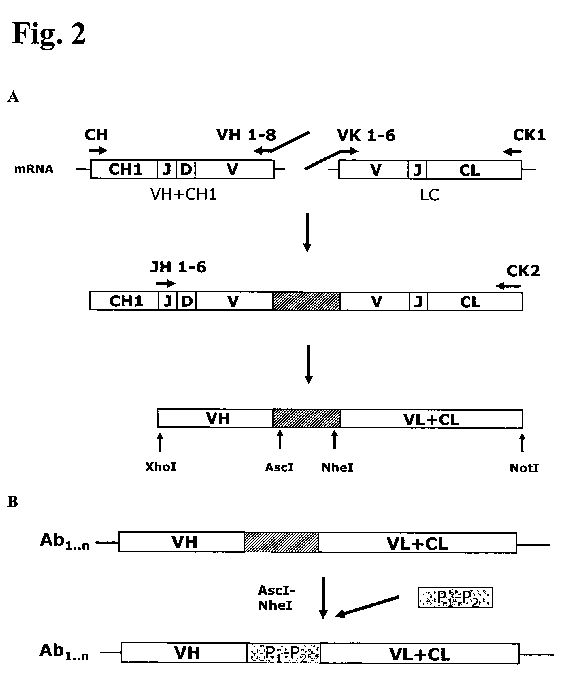 Anti-orthopoxvirus recombinant polyclonal antibody