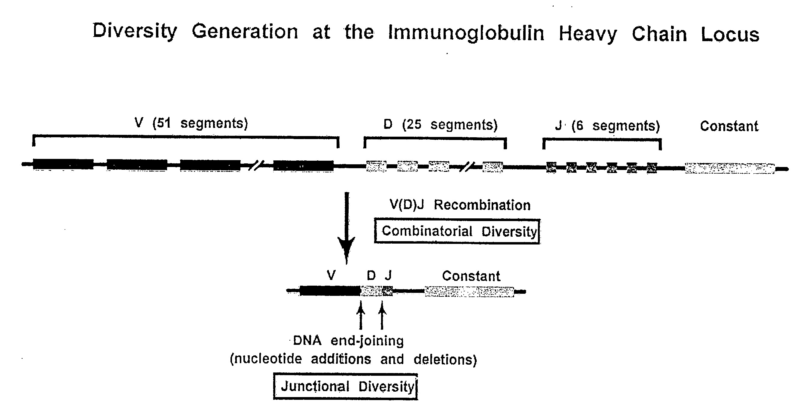 Methods and compositions for generation of germline human antibody genes