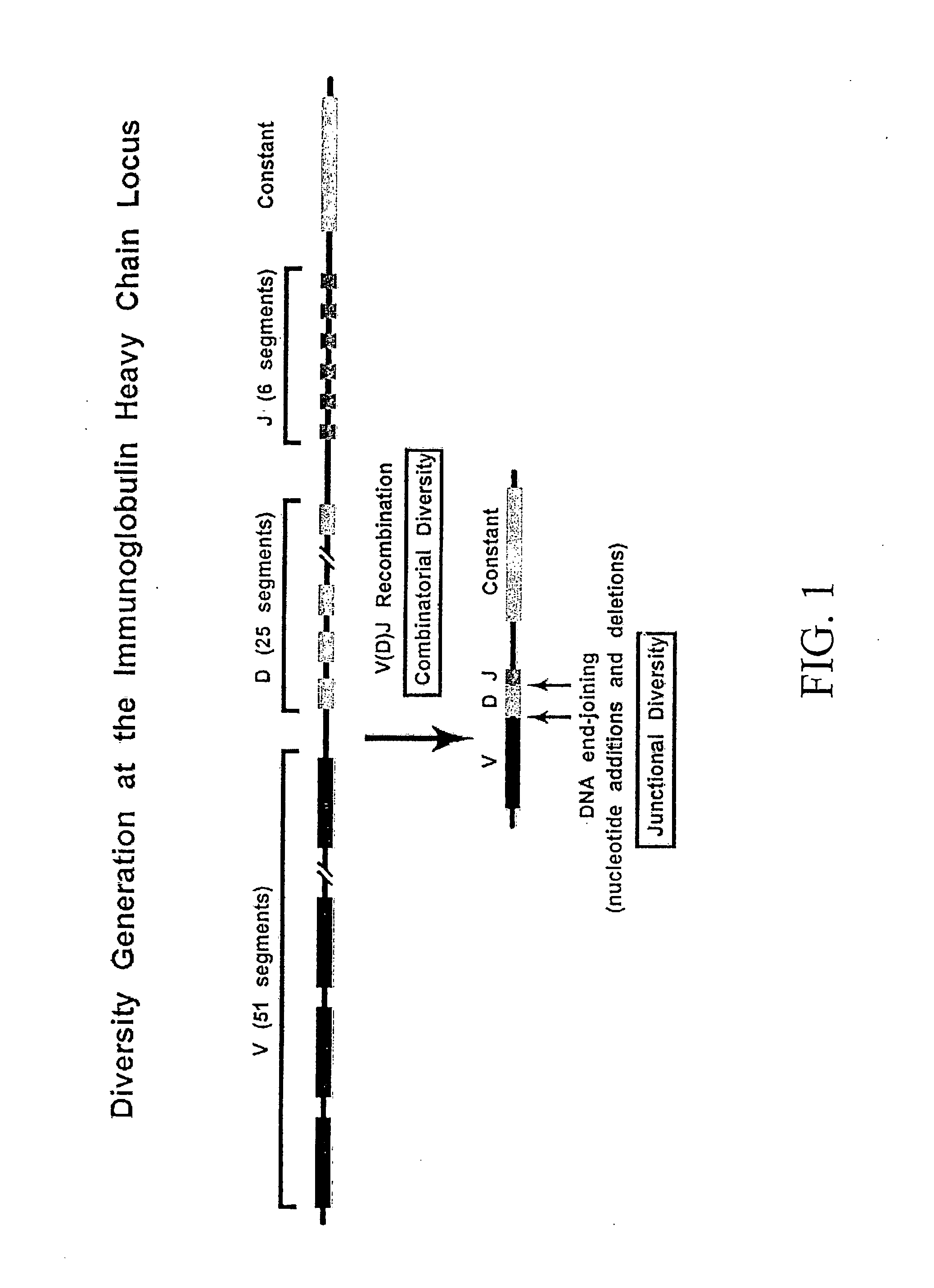 Methods and compositions for generation of germline human antibody genes