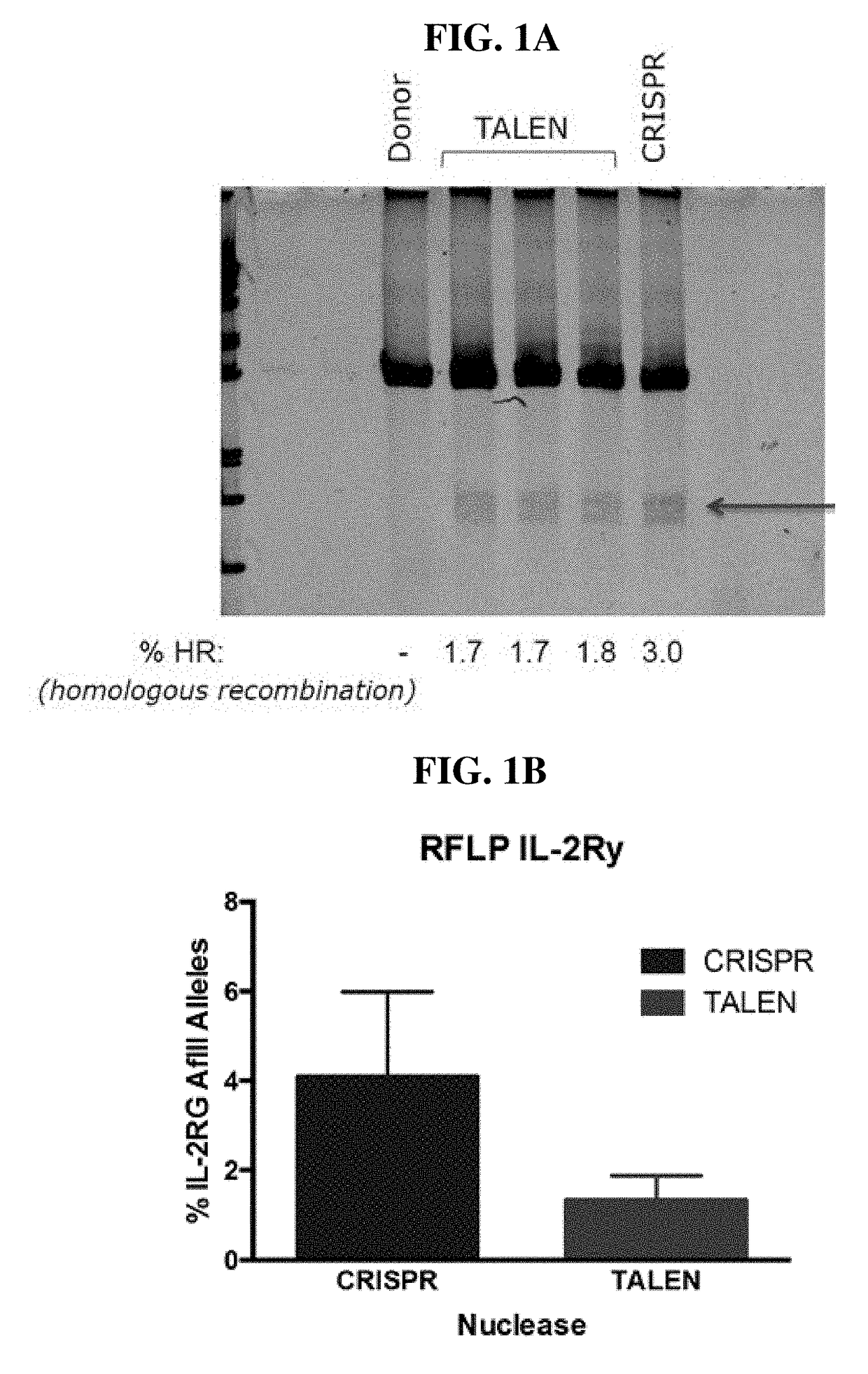 Genome editing of human neural stem cells using nucleases