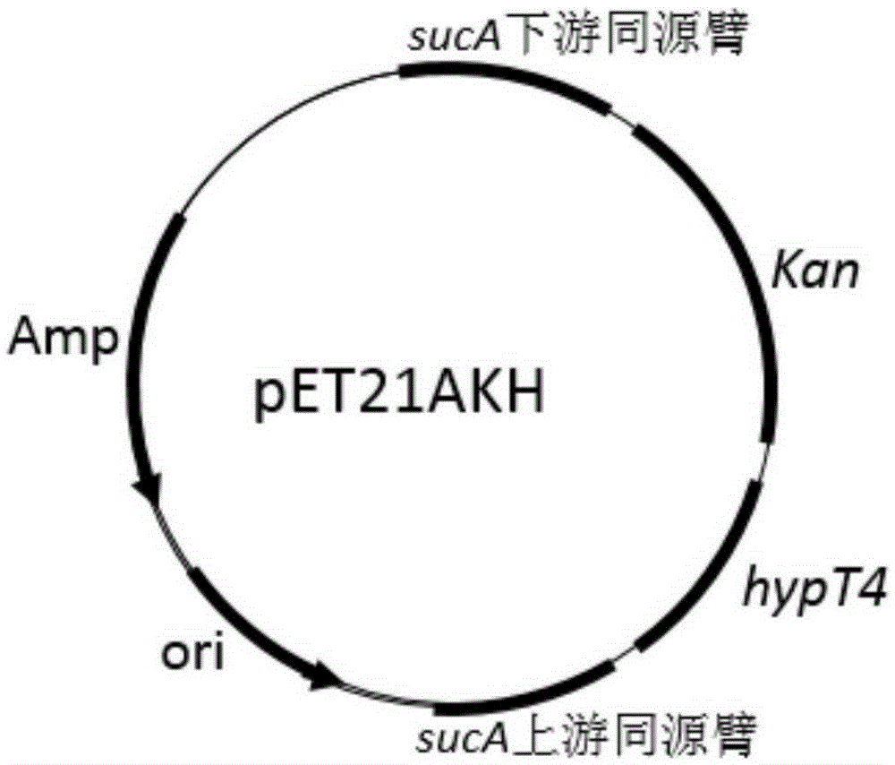 Construction of high-yield trans-4-hydroxyproline sucA gene knockout bacteria