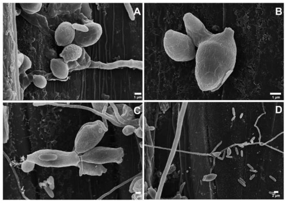 Hyperparasitic fungus separation, identification and fungicide for preventing and treating puccinia striiformis