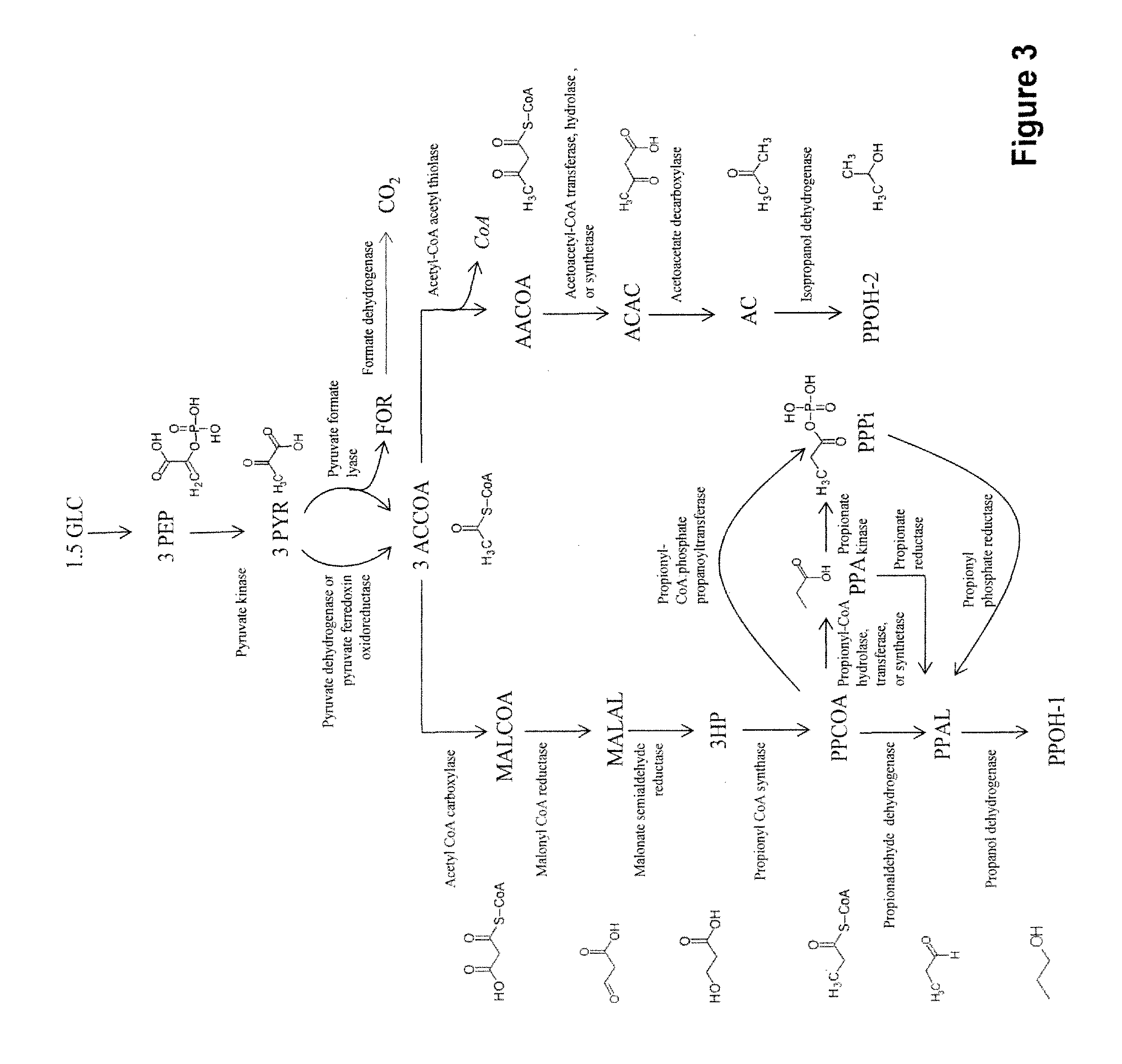 Microorganisms and methods for the co-production of isopropanol and 1,4-butanediol