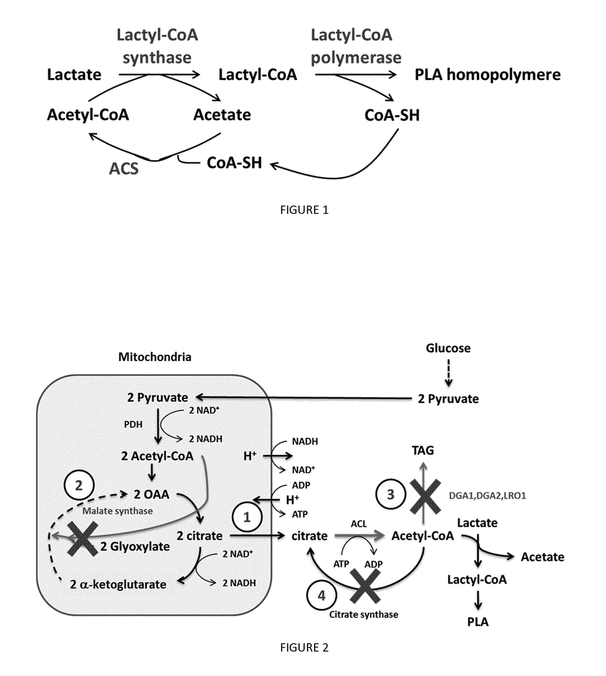 Recombinant yeast cells producing polylactic acid and uses thereof