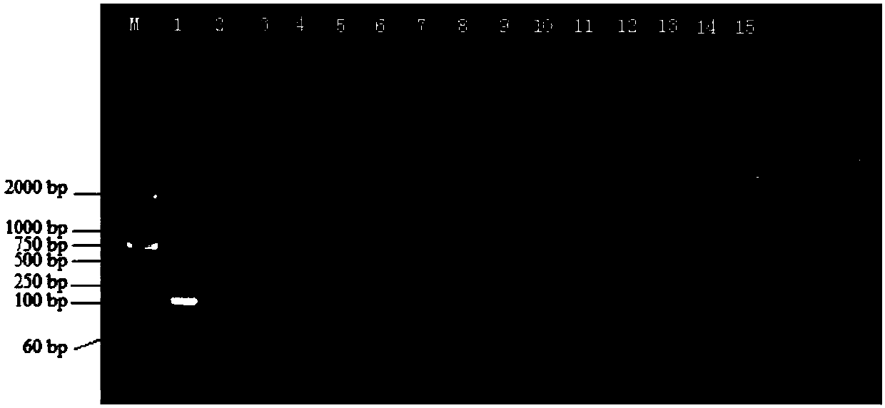 A kind of primer and quantitative detection method for detecting Neosphingosine resiniferous bacteria