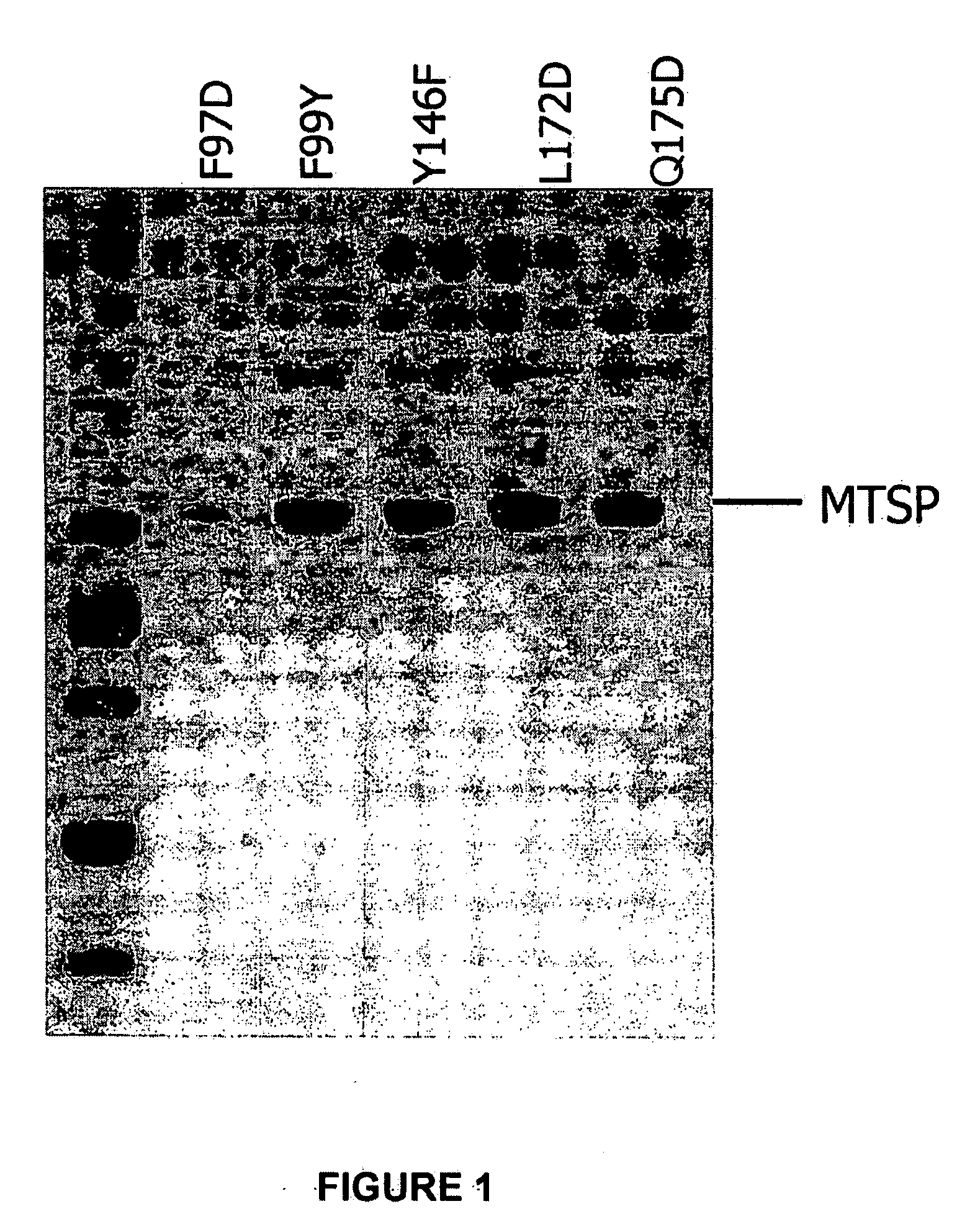 Cleavage of VEGF and VEGF receptor by wildtype and mutant MT-SP1