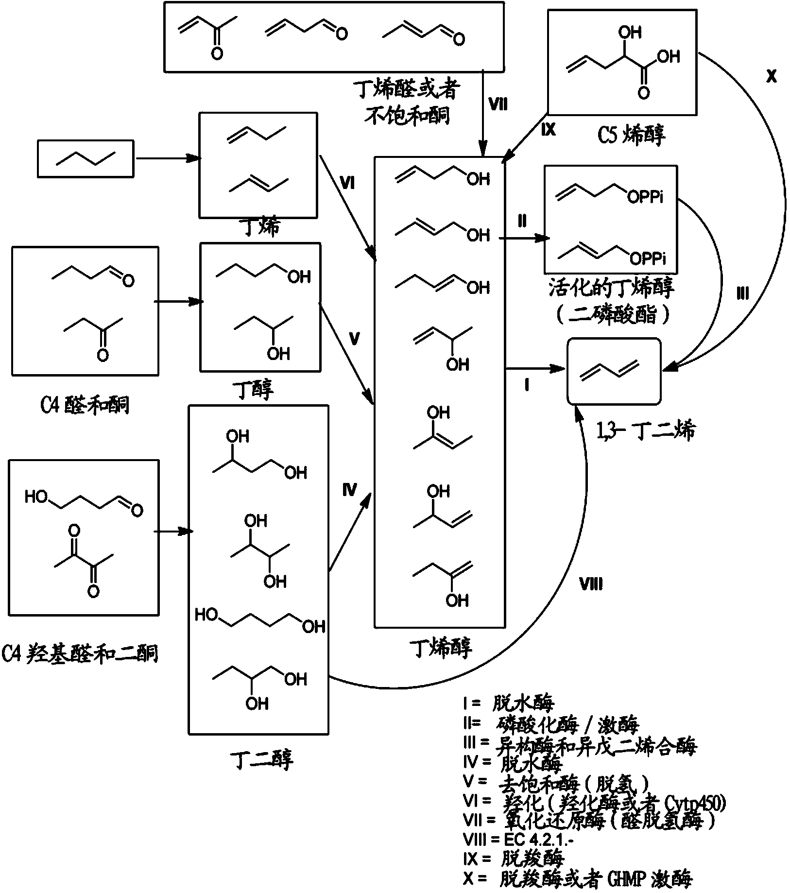 Methods for biosynthesizing 1,3butadiene