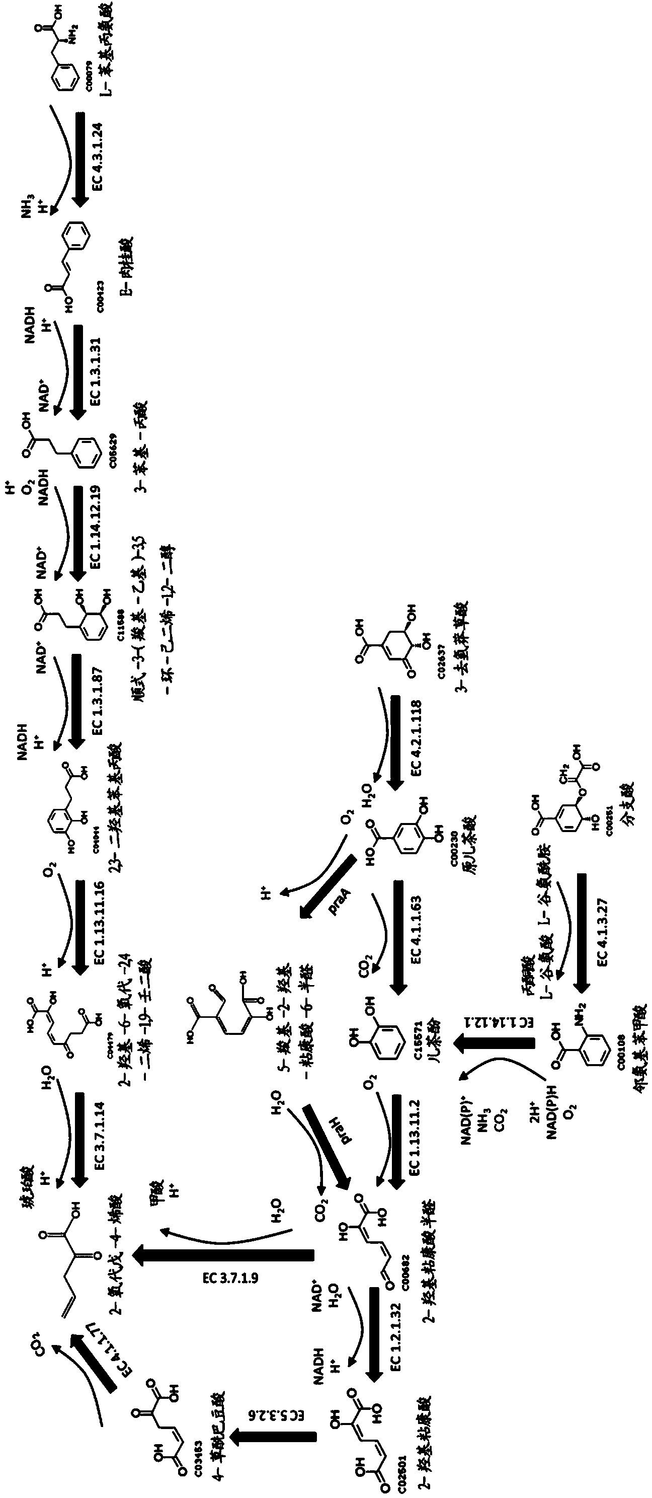 Methods for biosynthesizing 1,3butadiene