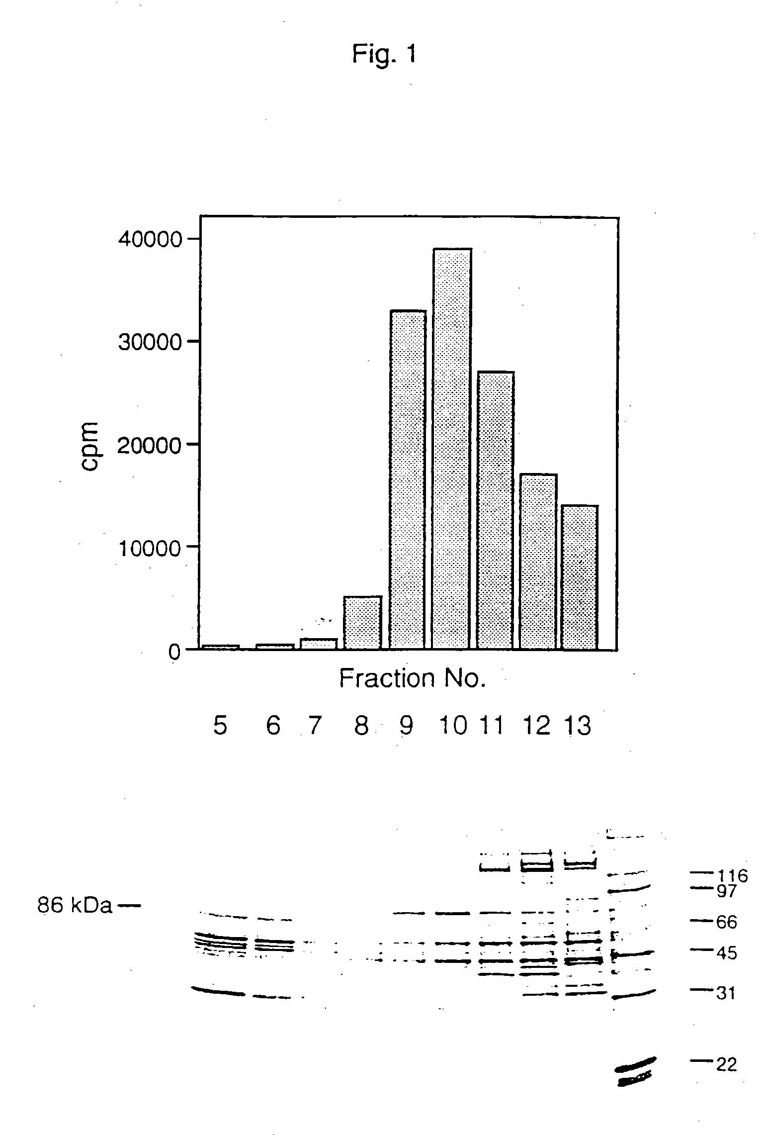 Antibodies to calcium independent cytosolic phospholipase A2/B enzymes