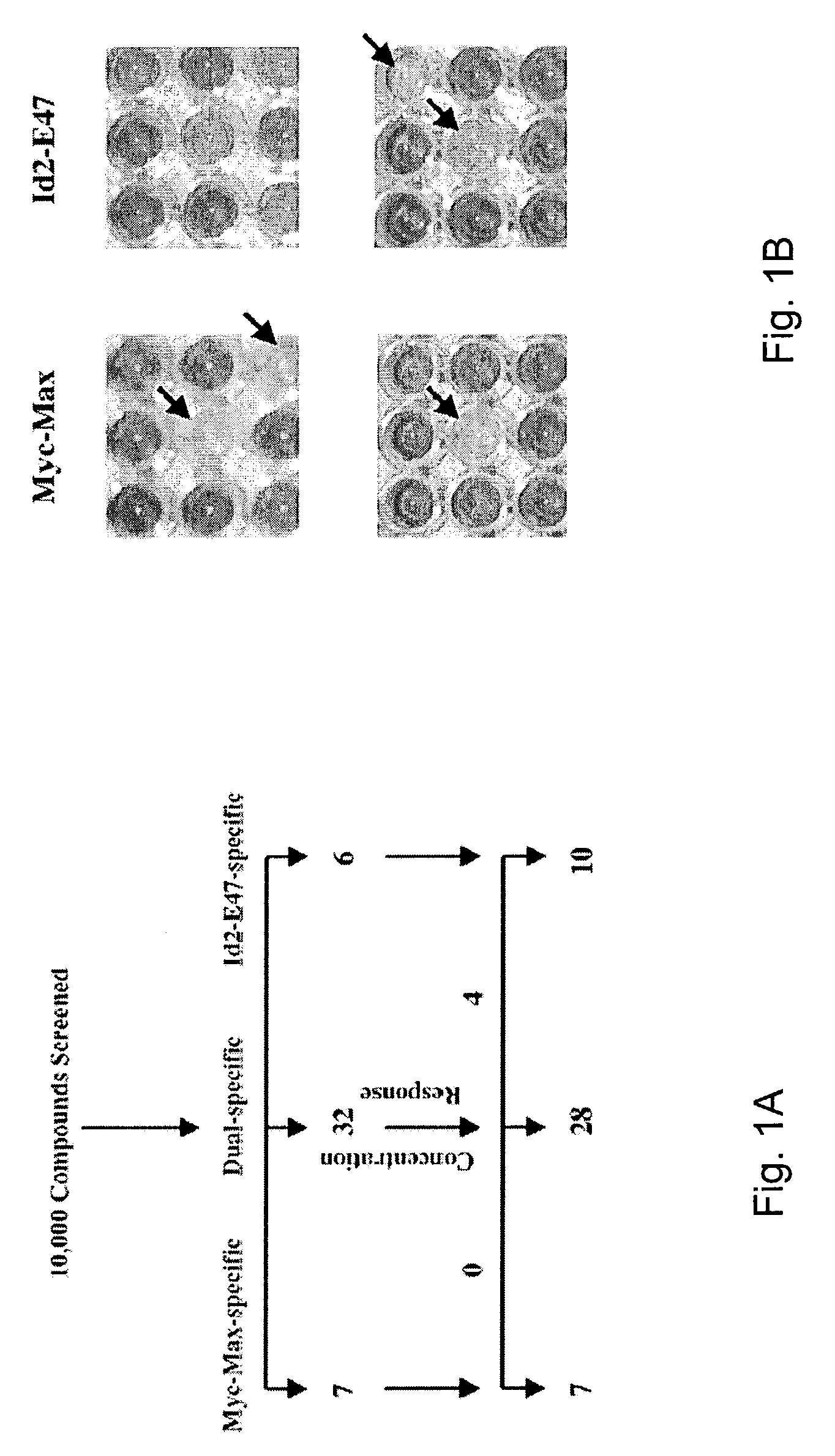 Pharmacologic inhibition of Myc function