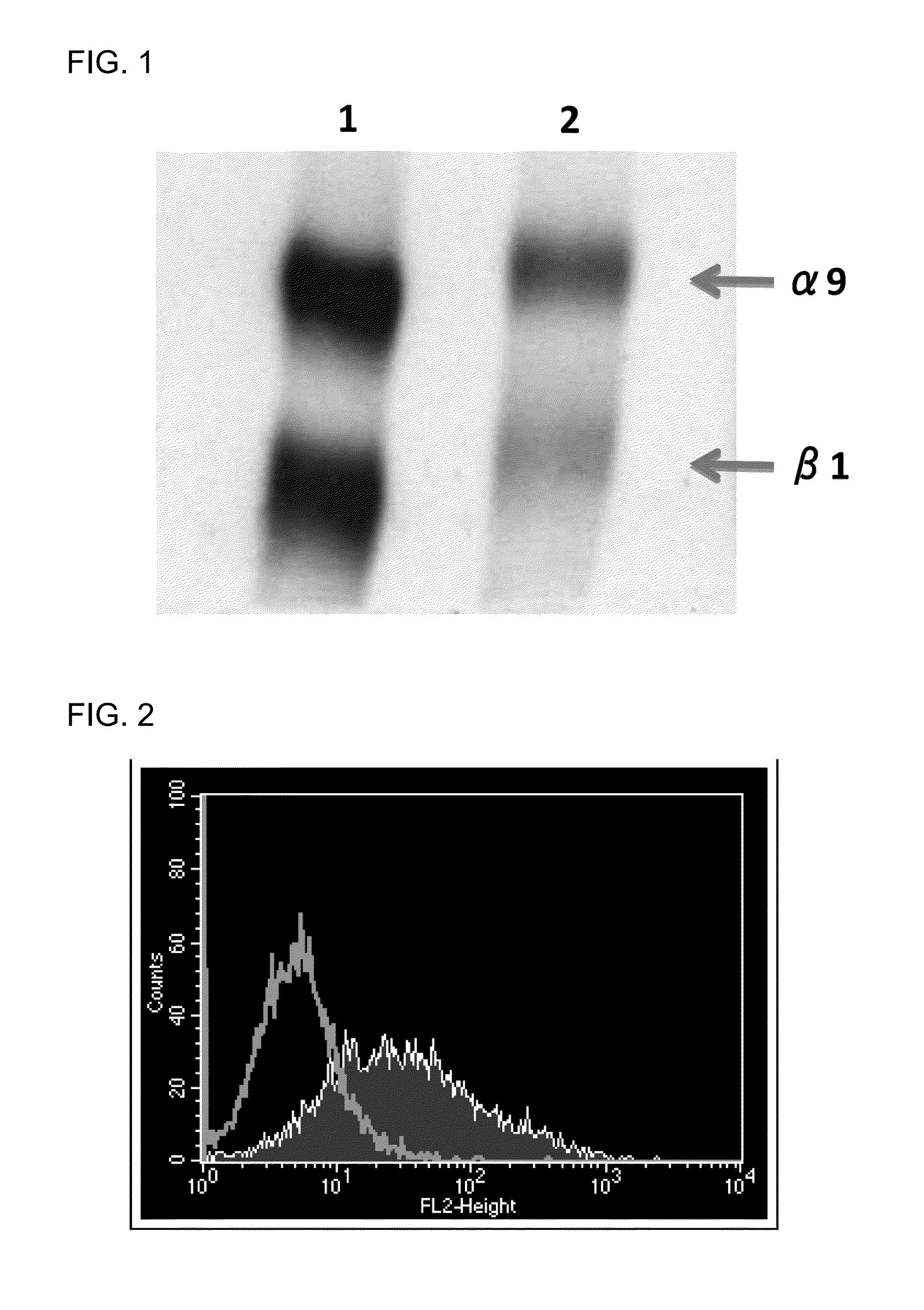 Fibrosis suppression by inhibiting integrin alpha-8 beta-1 function