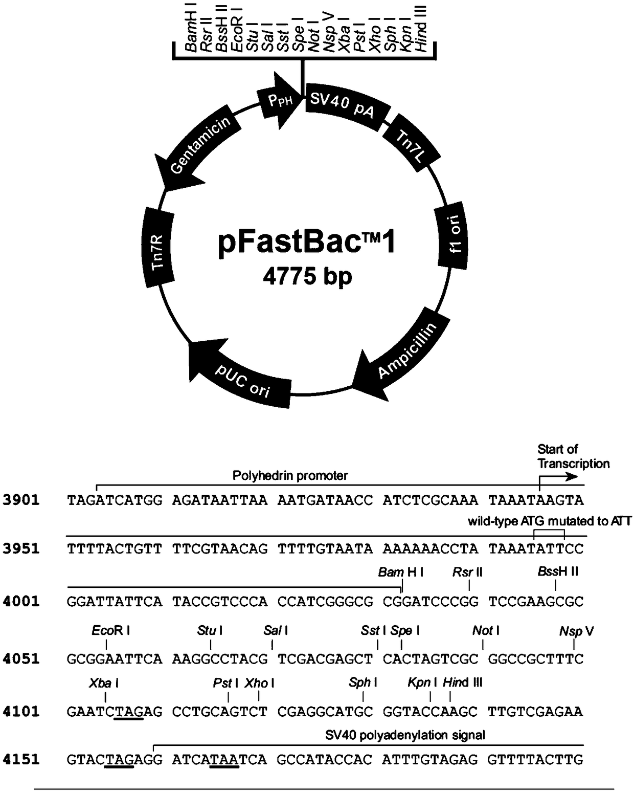 Method for heterogenous expression of PEPR1 protein