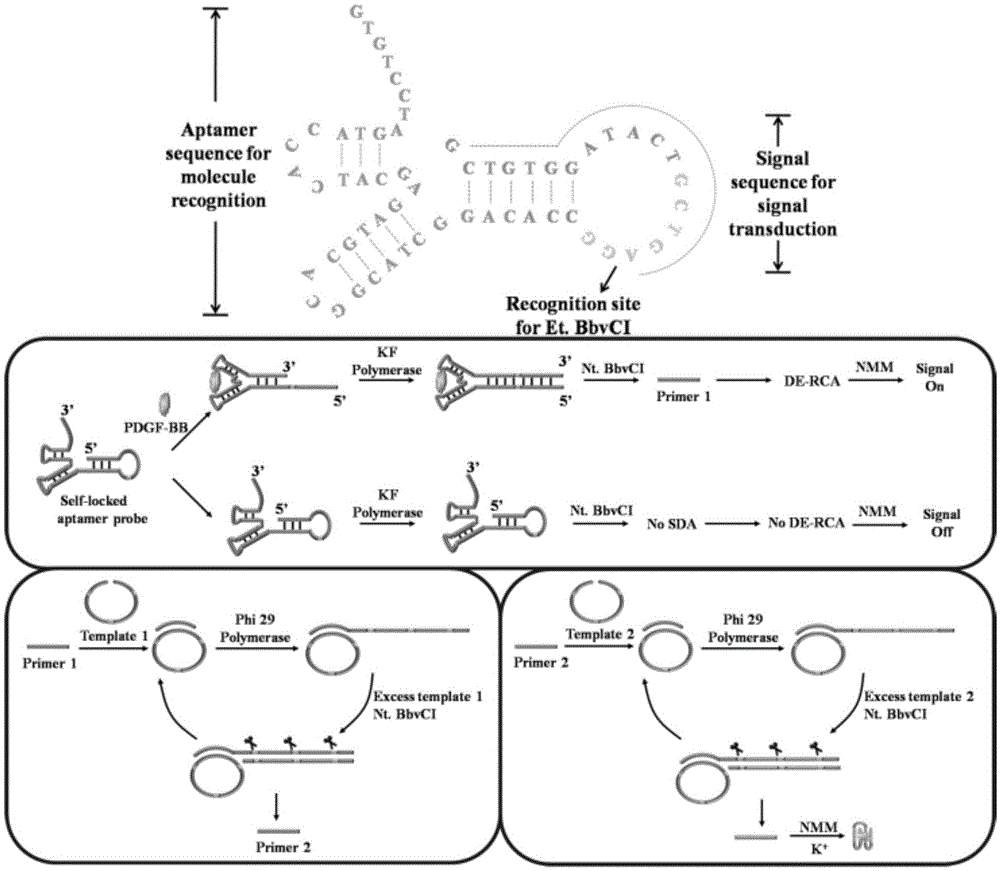 Cascade amplifying-strategy biomolecule detecting method based on self-locking aptamer probe