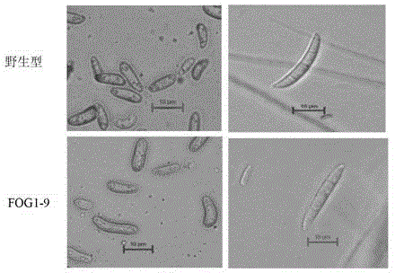 Gene affecting pathogenicity and generation of conidium and originated from cabbage fusarium wilt bacteria and application of same