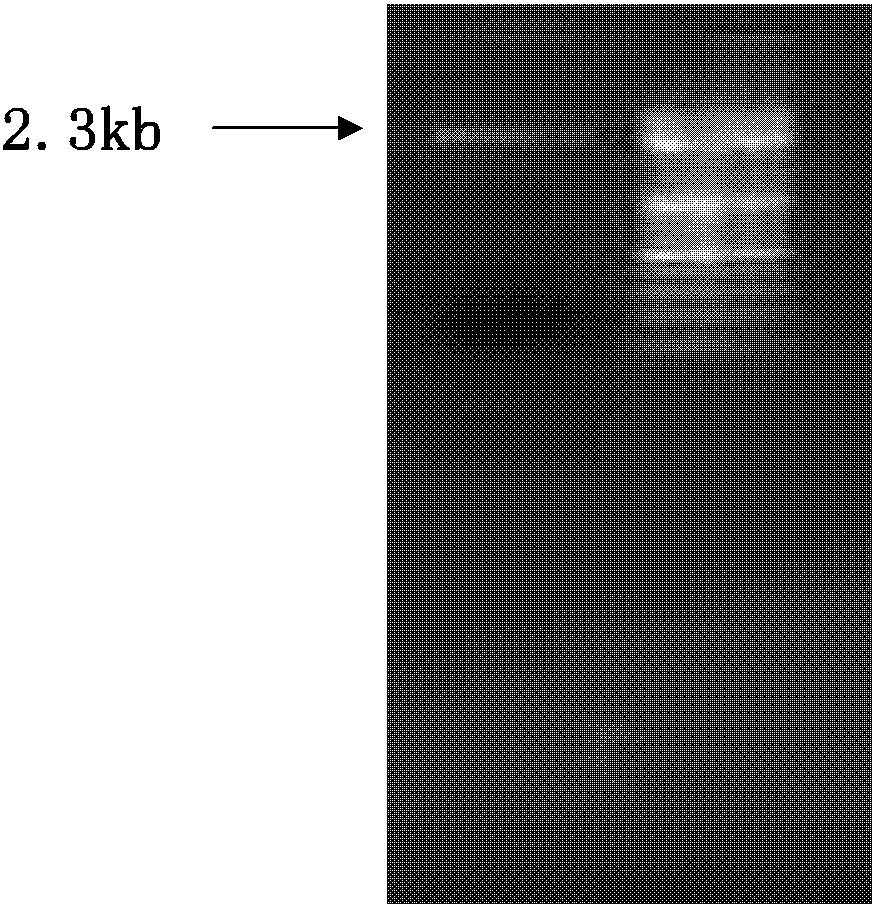 Vector, engineering strain and method for producing l-2-aminobutyric acid