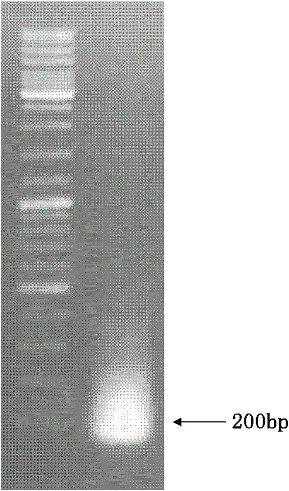 Vector, engineering strain and method for producing l-2-aminobutyric acid