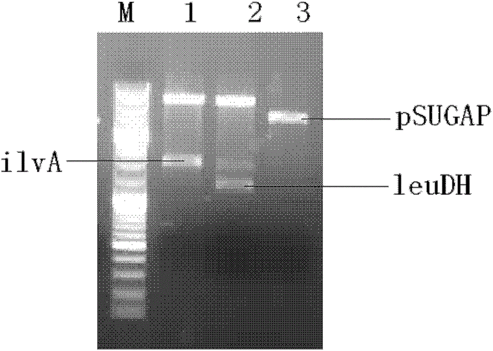 Vector, engineering strain and method for producing l-2-aminobutyric acid