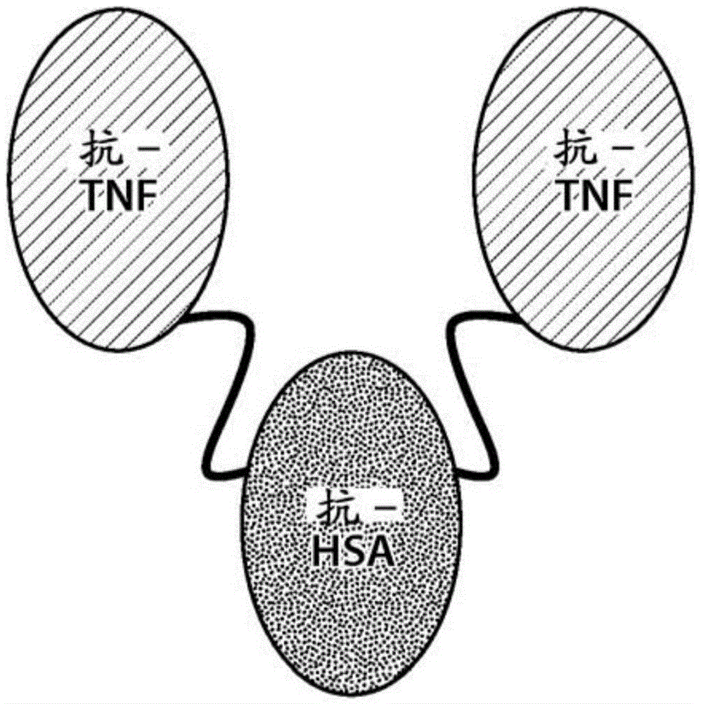 Single domain antigen combined molecule purifying method