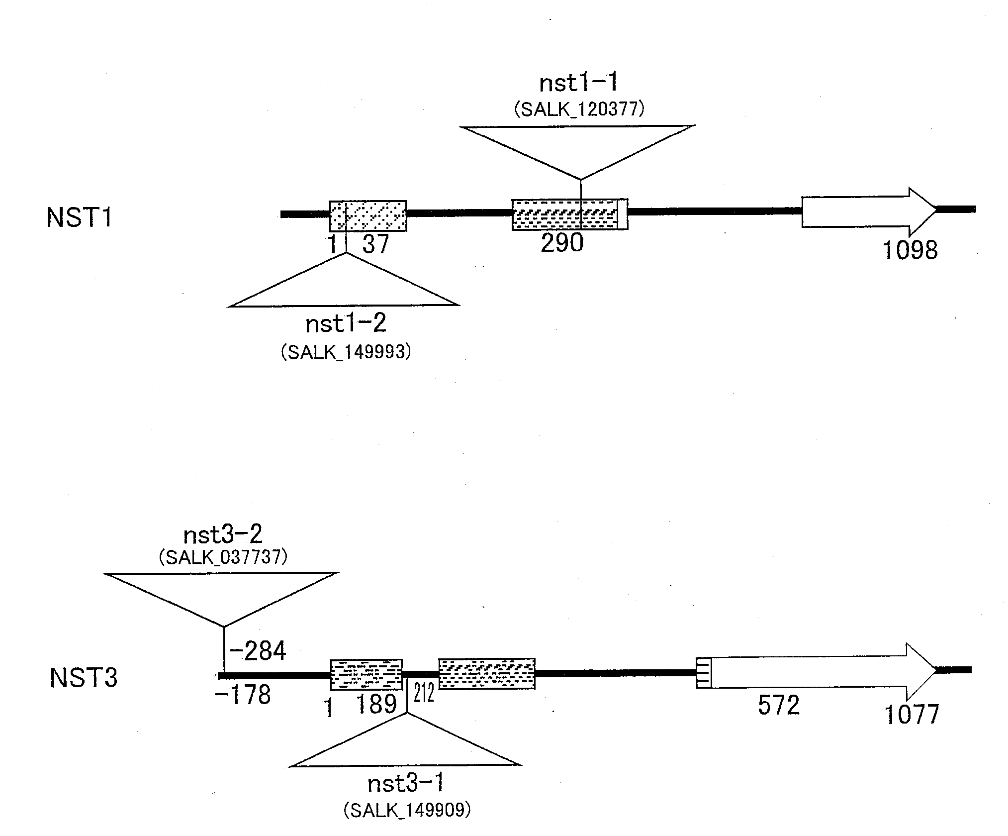 Plant having reduced lignin and cellulose contents without reducing glucan content, method of producing the same and utilization thereof