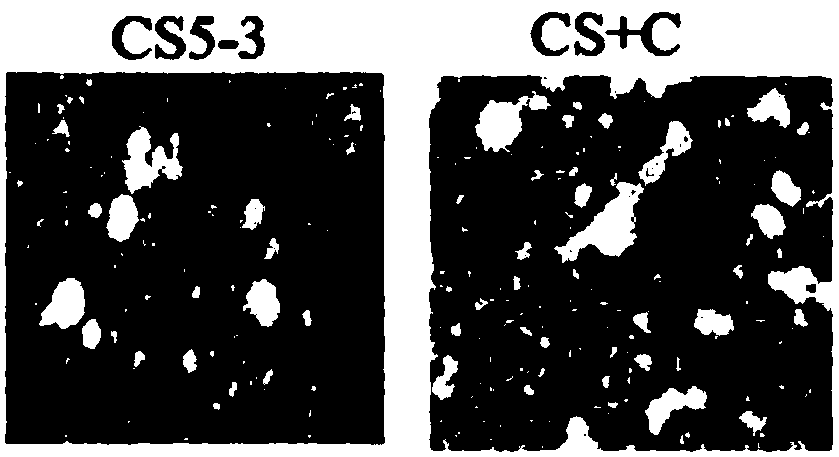 Application of calpain inhibitor to preparation of medicine for relieving lung inflammation caused by cigarette smoke