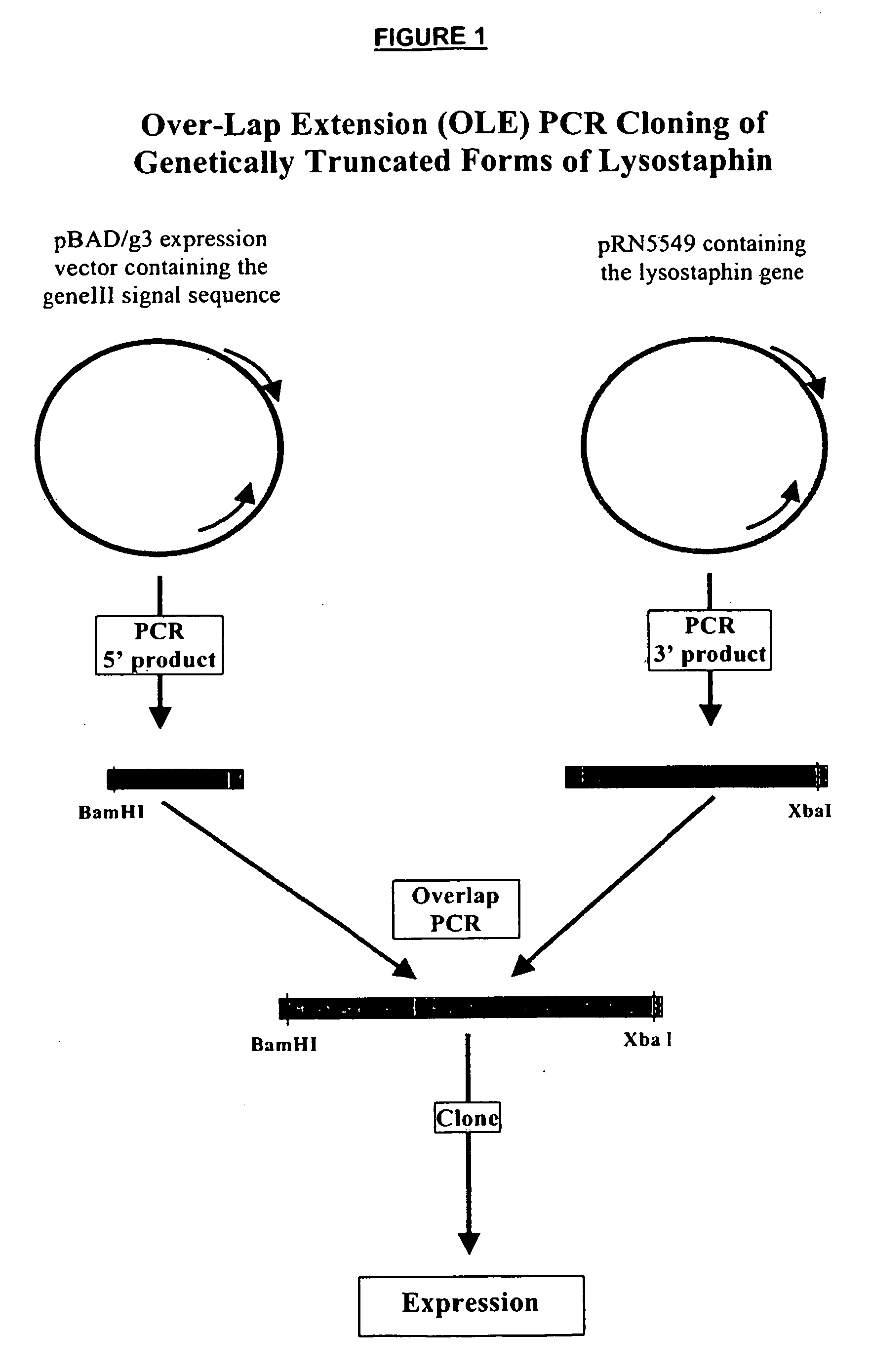 Truncated lysostaphin molecule with enhanced staphylolytic activity