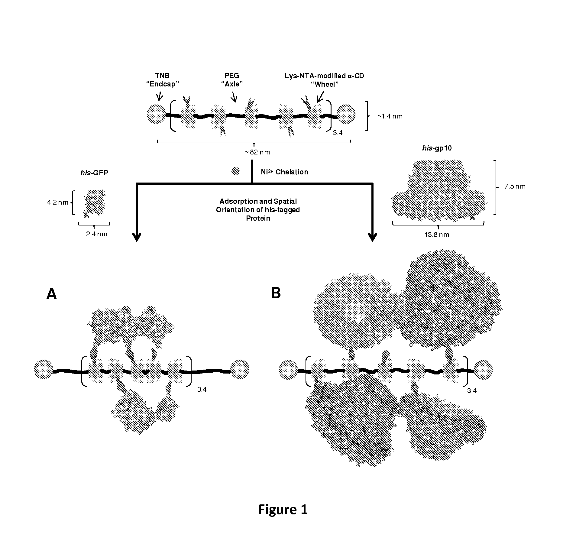 Polyrotaxanes and uses thereof