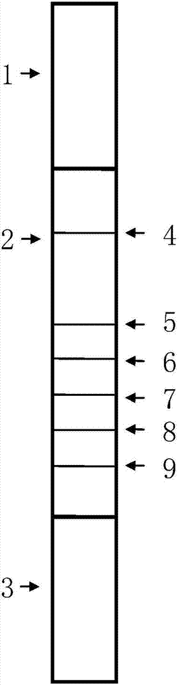 Immunochromatography time resolution fluorescence kit for synchronously detecting mixed pollution of five types of fungi toxins fungaltoxin of aflatoxin and the like and application