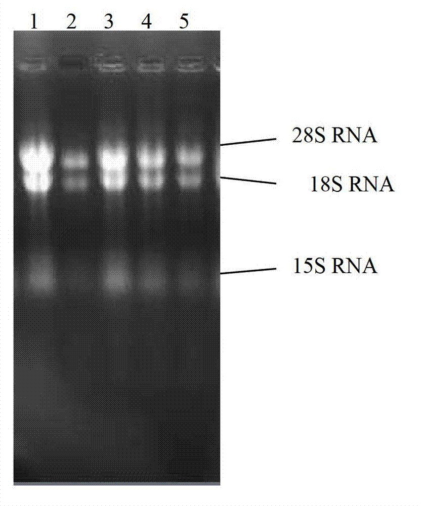 Cordyceps Chinese Hirsutella uridine-cytidine kinase, coding gene and application thereof