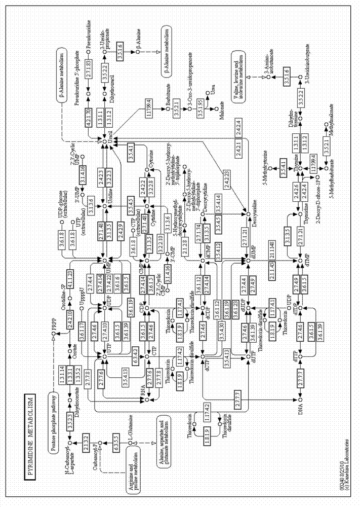 Cordyceps Chinese Hirsutella uridine-cytidine kinase, coding gene and application thereof