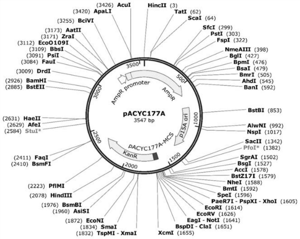 Preparation method of duck Tembusu reporter virus carrying Renilla luciferase and its products and applications