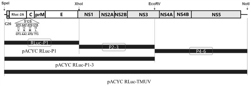 Preparation method of duck Tembusu reporter virus carrying Renilla luciferase and its products and applications