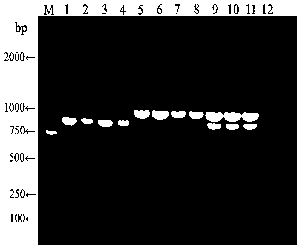 A duplex RT-PCR primer, kit and method for simultaneous amplification of North American and European porcine PRRS virus