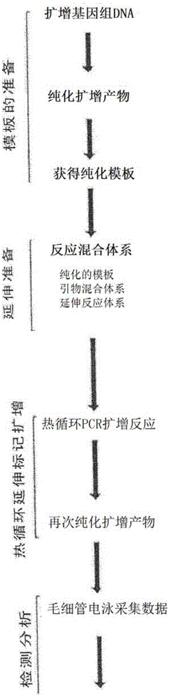 Folic acid demand genetic detection kit and application thereof