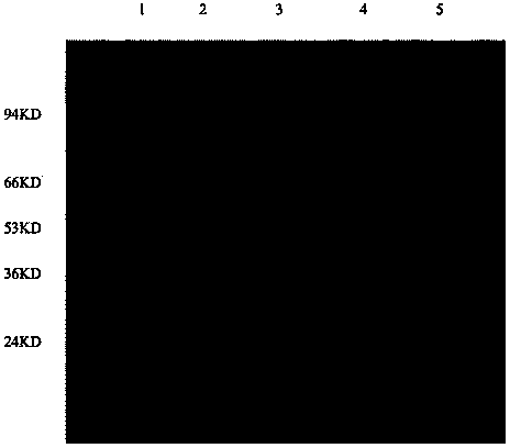 Bacillus cereus and application thereof to preparation of nitrite reductase