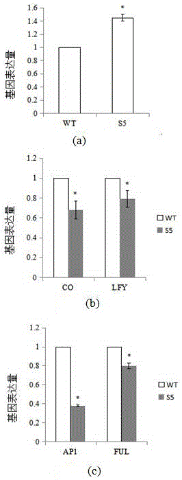 Application of arabidopsis gene SPOC1 in regulating and controlling flowering stages of plants