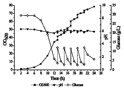 A kind of high-density fermentation process of powdery Pichia pastoris