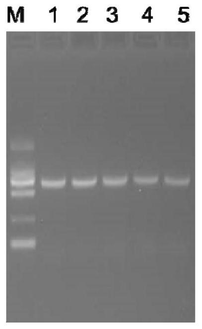 Sheep triple anti-subunit vaccine and preparation method thereof