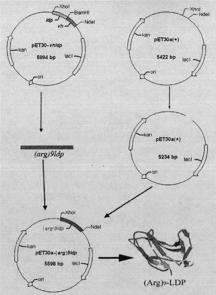 Cell-penetrating peptide (Arg) 9 and lidamycin fusion protein (Arg) 9-LDP