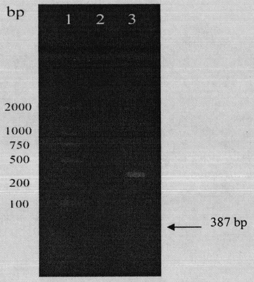 Cell-penetrating peptide (Arg) 9 and lidamycin fusion protein (Arg) 9-LDP