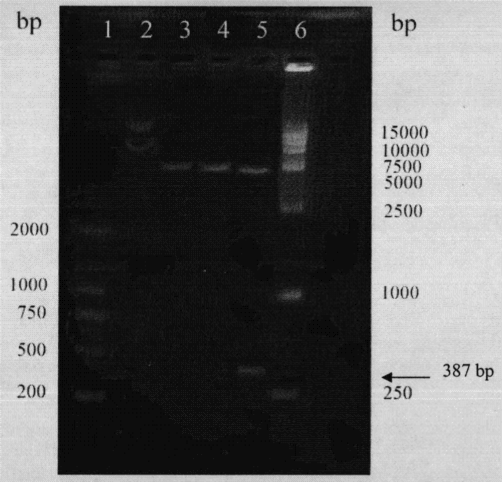 Cell-penetrating peptide (Arg) 9 and lidamycin fusion protein (Arg) 9-LDP