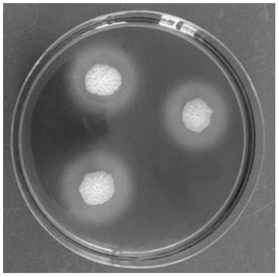 A Strain of Thermostable Bacillus licheniformis Producing α-Amylase